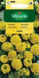 Aksamitka Niska Cupido Vilmorin