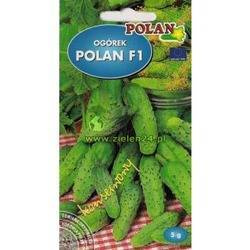 Ogórek konserwowy POLAN F1 Polan