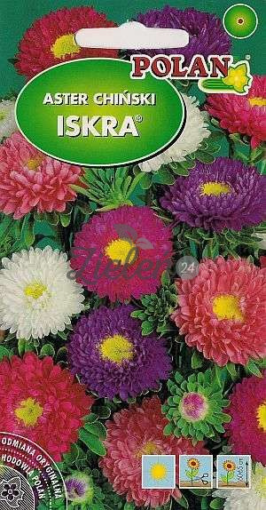Aster chiński Półpełny ISKRA Mieszanka Polan