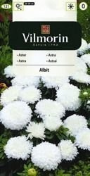 Aster Chiński Albit Vilmorin