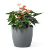 Donica Magnolia 180mm szara Lamela