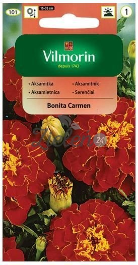 Aksamitka Bonita Carmen Vilmorin