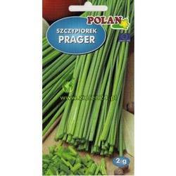 Szczypiorek PRAGER Polan