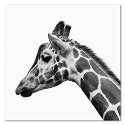 Obraz na płótnie Żyrafa