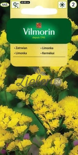 Zatrwian Wyrębny  Żółty