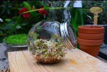 Kiełkownica słoiczek Semini + Nasiona