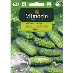 Ogórek gruntowy Polan na taśmie Vilmorin