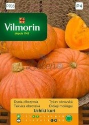 Dynia Olbrzymia uchiki kuri 3g