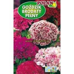 Goździk brodaty pełny Mieszanka Polan