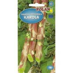 Sałata łodygowa Karola Polan