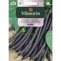 Fasola szparagowa Amethyst Vilmorin
