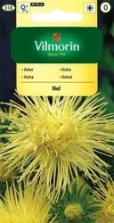 Aster Igiełkowy Nel Vilmorin