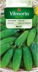Ogórek Mira F1 Vilmorin