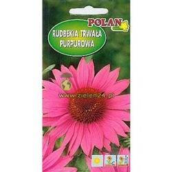 Rudbekia purpurowa (Jeżówka) różowa Polan