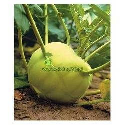 Kalarepa GIGANT Polan