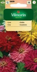 Cynia Kaktusowa Vilmorin