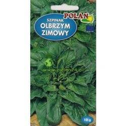 Szpinak OLBRZYM ZIMOWY Polan