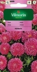 Aster Chiński Holderin Vilmorin