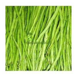 Fasolnik chiński Sperling Vilmorin