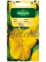 Bratek żółty Vilmorin