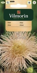 Aster Igiełkowy łososiowy Vilmorin