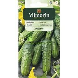 Ogórek gruntowy Anulka F1 Vilmorin