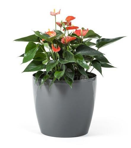 Donica Magnolia 300mm złoty metalik Lamela