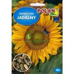 Słonecznik jadalny Polan