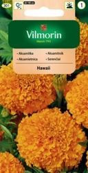 Aksamitka Hawaii Vilmorin