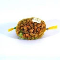 Cebula dymka 1 Wolska 0,5 kg