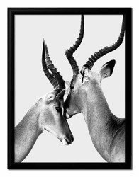 Obraz na płótnie Gazele