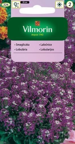 Smagliczka Nadmorska Lilia 1g