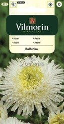 Aster Chiński książęcy Balbinka biały Vilmorin