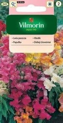 Lwia paszcza niska 1g