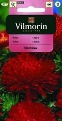 Aster Chiński Stanisław Vilmorin