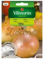 Cebula Wolska na taśmie Vilmorin