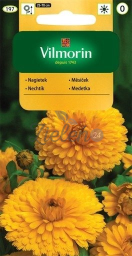 Nagietek lekarski żółty Vilmorin