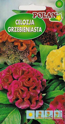 Celozja Grzebieniasta Polan
