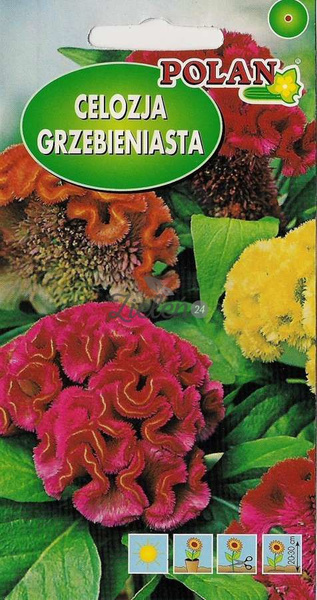 Celozja Grzebieniasta Polan