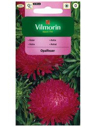 Aster Chiński różowy Opalfeuer Vilmorin