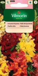 Lwia paszcza hiacyntowa 1g