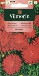 Aster Chiński Chochlik Vilmorin