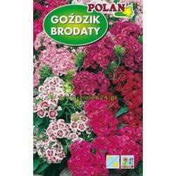 Goździk brodaty Mieszanka Polan