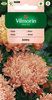 Aster Chiński Janina Vilmorin