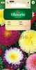 Aster pomponowy Vilmorin